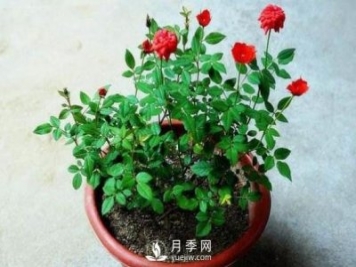 盆栽花卉哪些枝條需要修剪？