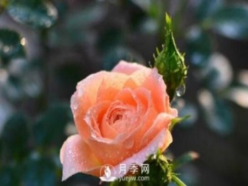 仙子月季花詩(shī)詞花友原創(chuàng  )分享