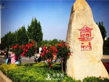園林綠化中常用的南陽(yáng)月季規格大概有哪些？