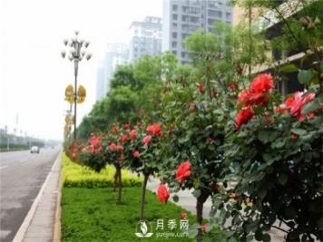 樹(shù)狀月季在東北地區能否自然越冬？樹(shù)狀月季如何過(guò)冬？
