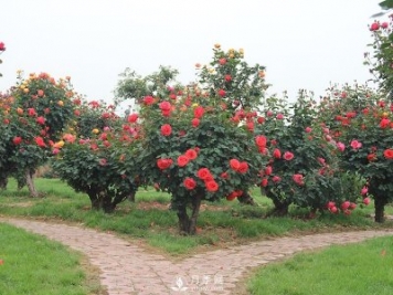 古樁月季樹(shù)不僅觀(guān)賞性強更價(jià)格不菲