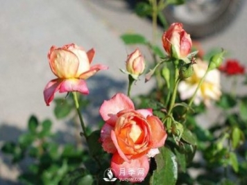 紅土是否可以拿來(lái)栽種月季？