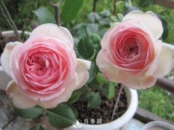藤本月季的養殖方法