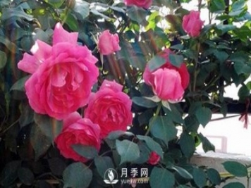 月季花幾月份栽培適宜？