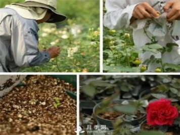 天狼月季，始終走在育種路上