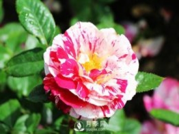 說(shuō)愁月季Scentimental推薦