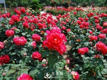 城市綠化帶內為何喜歡種植月季花？