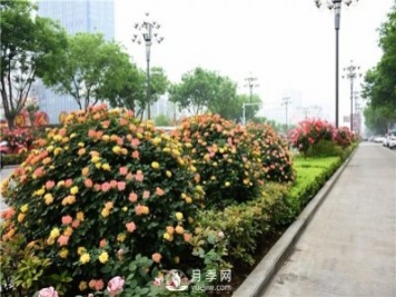 造型月季風(fēng)靡綠化行業(yè)，展現驚艷美化效果！
