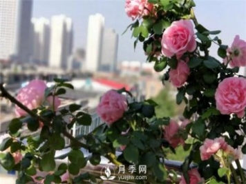 一年開(kāi)三季的月季花，裝扮我的陽(yáng)臺