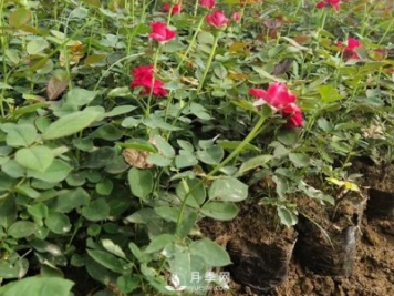 月季苗價(jià)格多少一棵？南陽(yáng)月季種植基地報價(jià)