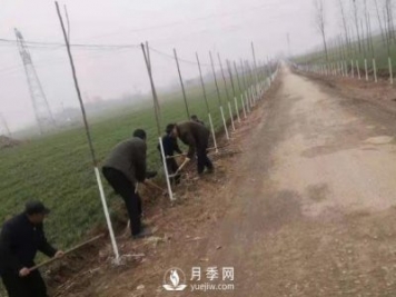 南陽(yáng)唐河：三個(gè)高標準推進(jìn)造林綠化高質(zhì)量