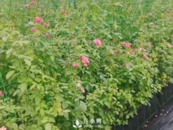 什么時(shí)候適合種月季，這樣做提高月季成活率
