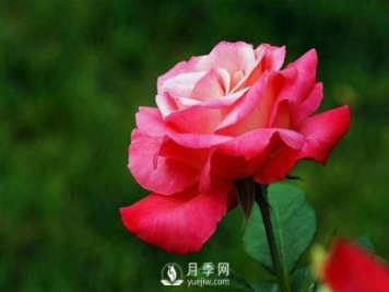 在栽培大花月季苗中，都要準備些什么事情