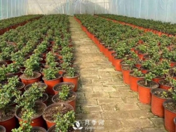 冬天必入的南陽(yáng)月季裸根苗就此結束，明年盆花月季見(jiàn)