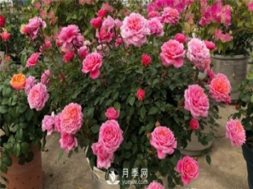 推薦10個(gè)陽(yáng)臺月季品種，小陽(yáng)臺的微型月季清單
