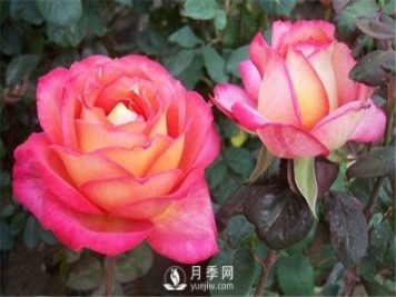 如何養護好淄博月季花