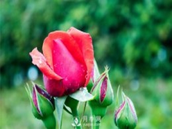 誰(shuí)說(shuō)沒(méi)院子不能養月季花？