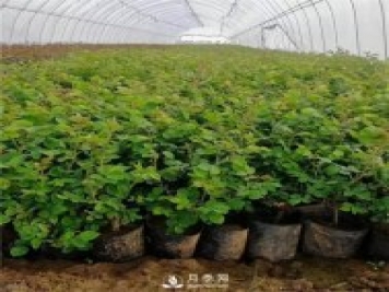 月季小苗如何移栽？苗期如何管理？