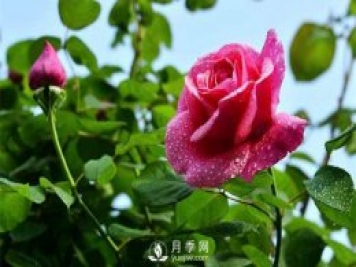 怎樣制作月季干花？月季干花制作辦法