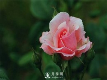 月季網(wǎng)告訴你：月季、玫瑰與薔薇有何區別，該如何分辨？