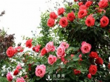 月季莖蜂和褐斑病如何防治？