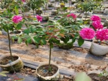 小高桿月季樹(shù)有哪些種類(lèi)和用途？月季網(wǎng)告訴你
