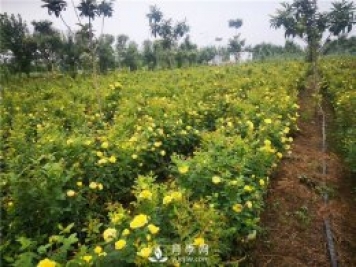 為什么月季的桿子會(huì )黑了？月季蚜蟲(chóng)有哪些危害？如何防治？