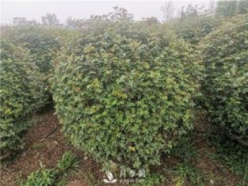 月季網(wǎng)告訴你南北方月季種植有什么注意點(diǎn)？