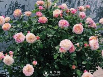 春天月季這樣施肥，花量更大！