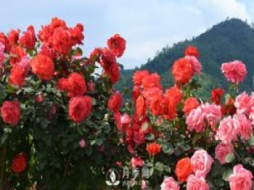 花卉，“花”與“卉”各有其不同的含義