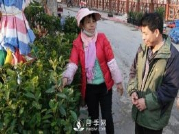 廣西巴馬：植樹(shù)造林掀高潮苗木市場(chǎng)購銷(xiāo)旺