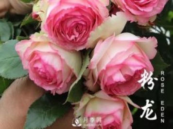 春天來(lái)了，粉龍月季什么情況下需要抹芽？