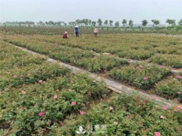 盆花月季的種植過(guò)程大家了解多少？