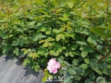 南陽(yáng)月季繁育基地告訴你月季苗的栽種