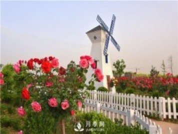 南陽(yáng)樹(shù)狀月季有什么特點(diǎn) 養好盆花月季怎么做