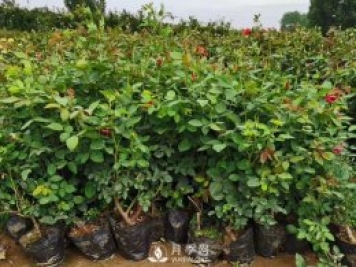 夏季管理盆花月季注意事項 月季葉面施肥怎么做