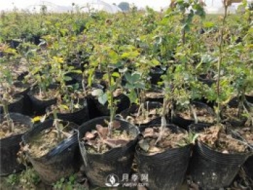 冬季如何管理月季 怎么養好盆花月季