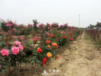 快速培育南陽(yáng)樹(shù)狀月季如何做 盆花月季怎么養好