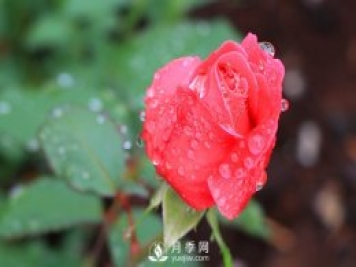 如何區分薔薇、月季、玫瑰？