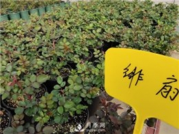春天陽(yáng)臺除了種月季花，還適合養什么花卉？