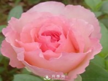 夏琳月季，法國的這個(gè)月季花又香又大，還抗病抗寒