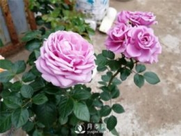 水星王陽(yáng)臺月季，必須要養的陽(yáng)臺盆栽月季花