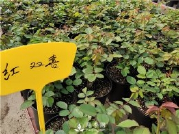 月季釋放6個(gè)信號，說(shuō)明要換盆了，養護別不當一回事