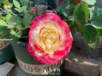 紅雙喜月季，顏色非常喜慶，名字非常俗氣
