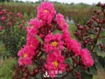 駐馬店汝南：開(kāi)春訂單多 花木銷(xiāo)全國