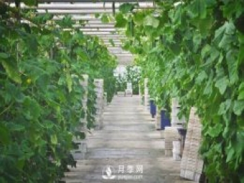蔬菜全年種植安排計劃表：1-12月種什么菜，全都說(shuō)清楚了