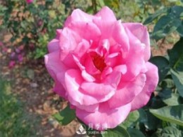 2021月季花展，深圳人民公園300多個(gè)月季品種期待……