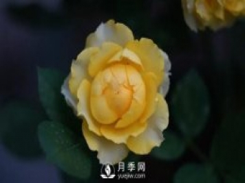 金絲雀月季適合在廣州養的經(jīng)典大花月季