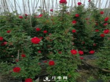 藤本月季的品種有那些？南陽(yáng)藤本月季價(jià)格？