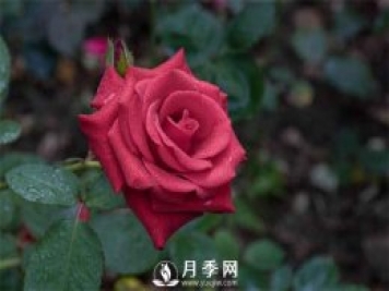 月季的肥水管理和蟲(chóng)害防治看這里